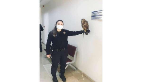 Yaralı doğan yavrusu güvenli ellerde