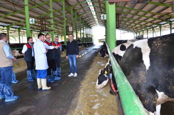 Denizli'de büyük baş hayvanlar için ilkbahar dönemi şap aşılama çalışması başladı