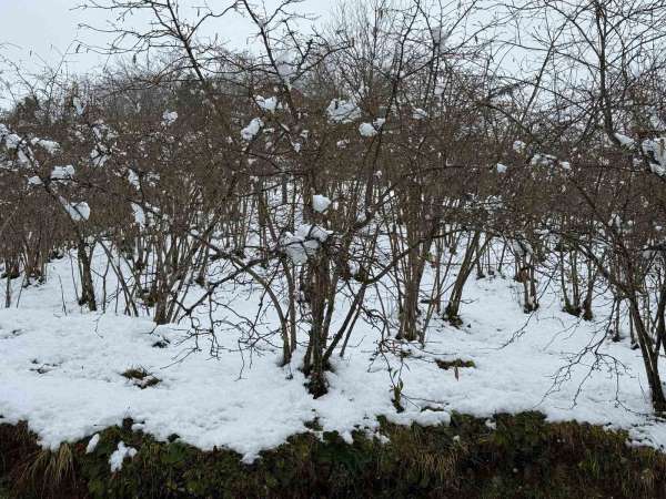 Giresun Ziraat Odası Başkanı Nurittin Karan, zirai don riskine karşı uyardı