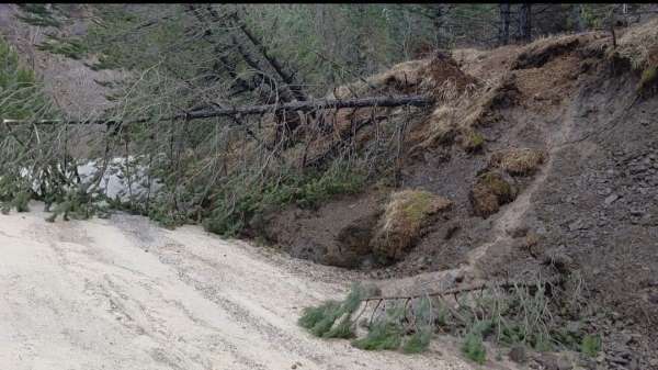 Amasya'da ormanlık alanda heyelan: Ağaçlar devrildi