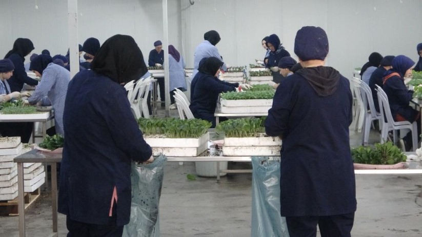 Türkiye'nin yazlık ve kışlık sebze fideleri Bafra Ovası'ndan