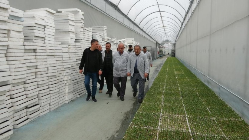 Türkiye'nin yazlık ve kışlık sebze fideleri Bafra Ovası'ndan