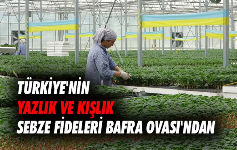 Türkiye'nin yazlık ve kışlık sebze fideleri Bafra Ovası'ndan