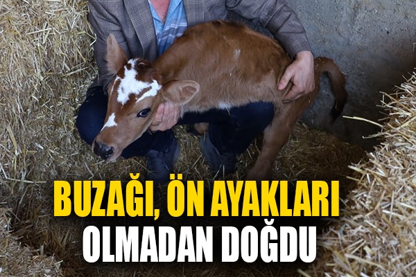 Buzağı, ön ayakları olmadan doğdu