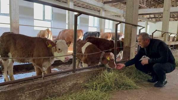 Ordu'da besiciler yeni ahır sistemini benimsedi