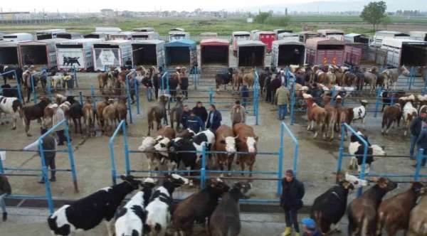 Afyonkarahisar'da kurbanlık hareketliliği başladı