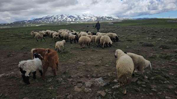 Adilcevaz'da sürüler yaylaya çıktı