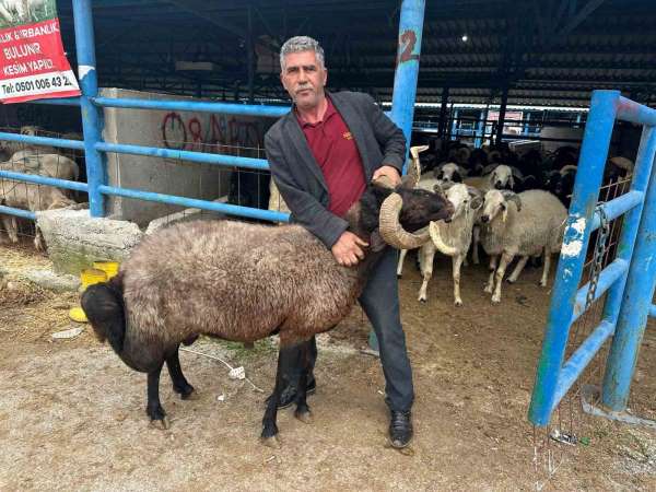 Bursa'daki kurbanlık pazarında hareketlilik