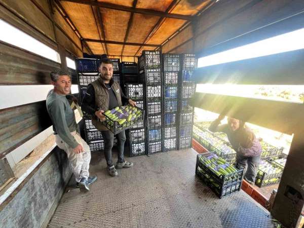 İznik'te mevsimin ilk kabak hasadı