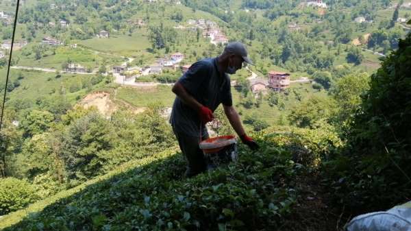 Çay üreticileri bu kez gübreleme için çay bahçesine girdi 
