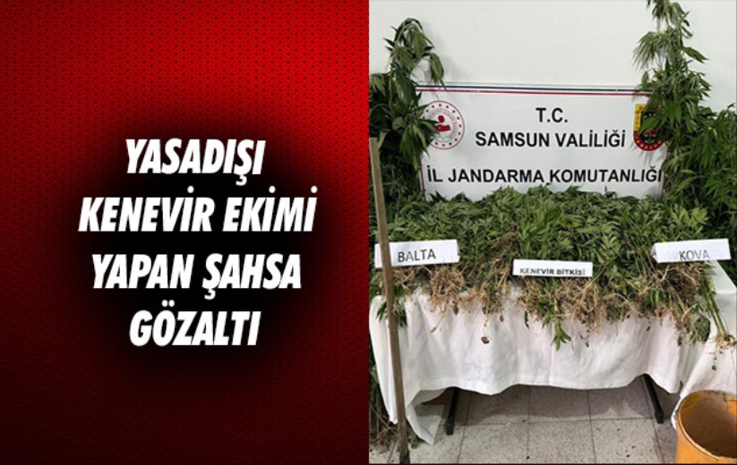 Samsun'da yasadışı kenevir ekimi yapan şahsa gözaltı