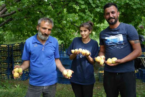 Doğu'nun Çukurova'sı Iğdır'da 'sarı altın' hasadı başladı