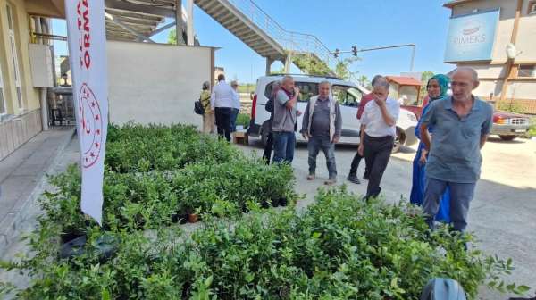 Rize'de 9 bin 500 maviyemiş fidanı üreticilere dağıtıldı