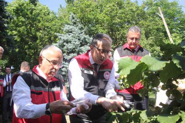 Türkiye'de kahverengi kokarcaya karşı 1 milyondan fazla samuray arısı salınımı yapılacak