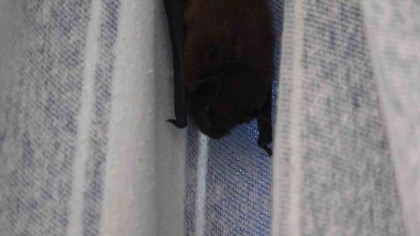 Yarasa balkon perdesini yuvaya dönüştürdü, ev sahibi 'Batman' adını verdi