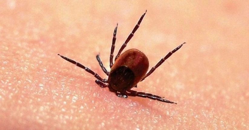 Yaz aylarının korkulu rüyası: Kene