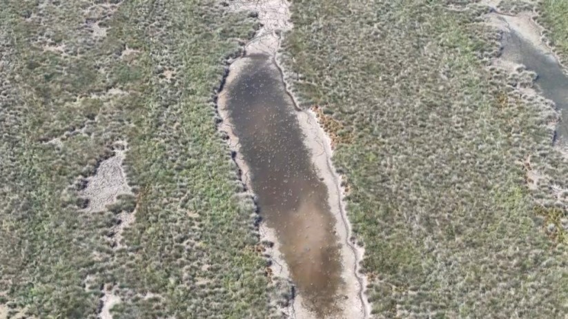 Samsun'da 'Kızılırmak Deltası Kuş Cenneti'nde 'kuraklık' tehdidi: Yok olma riski