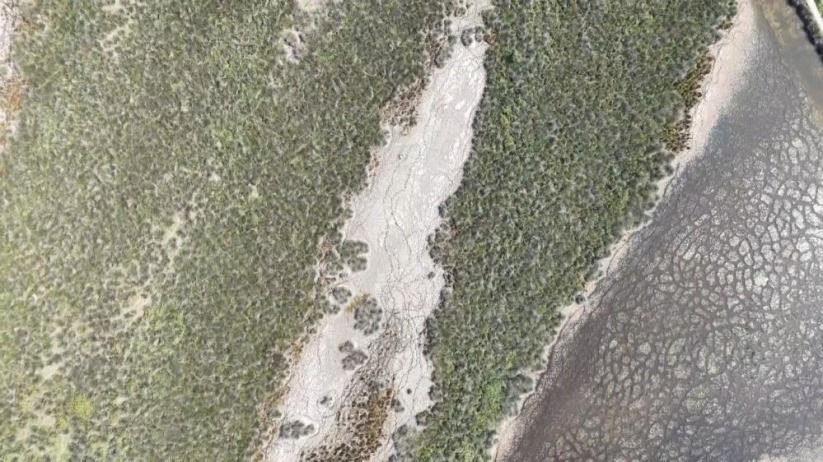 Samsun'da 'Kızılırmak Deltası Kuş Cenneti'nde 'kuraklık' tehdidi: Yok olma riski