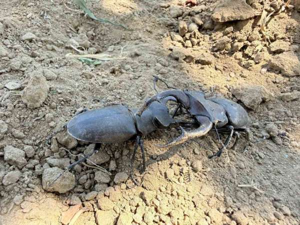 Nesli tükenme tehlikesi altındaki geyik böceği Gördes'te görüldü