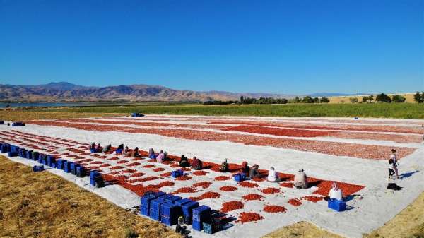Elazığ'ın domatesi kurutulup dünyaya gönderiliyor