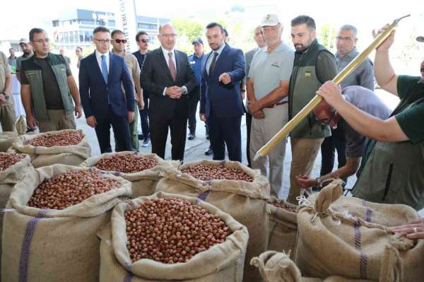 TMO Giresun'da ilk fındığı 135,96 liradan aldı