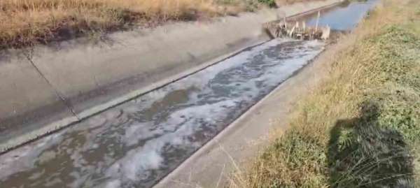 Amasya'da sulama kanalı kirlilikten köpürdü, balık ölümleri görülmeye başladı