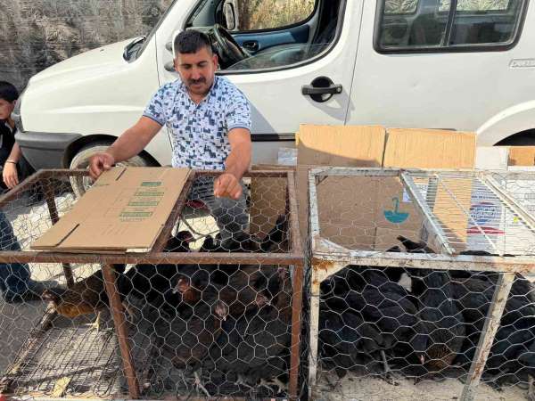 Palet üzerinde yatan tilkilere sitem etti: 'Tüm gün yatmak olmaz, kümeslerden tavuk çalın'