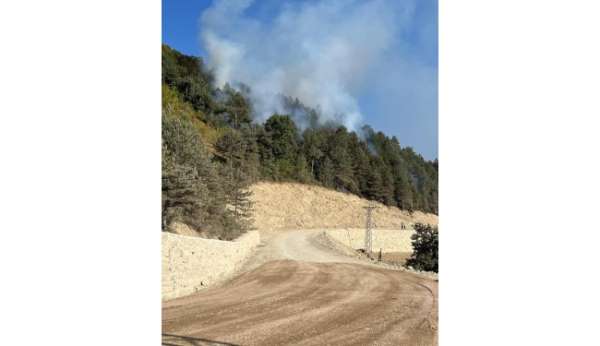 Türkeli'de ormanlık alanda örtü yangını
