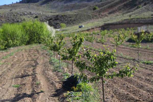 Büyükşehir'in enerji desteği ile Antalya tarımı kazanıyor