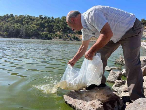 Manisa'nın göletlerine 30 bin yavru sazan balığı bırakıldı