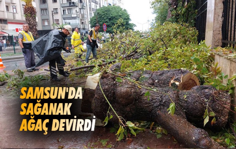 Samsun'da sağanak ağaç devirdi