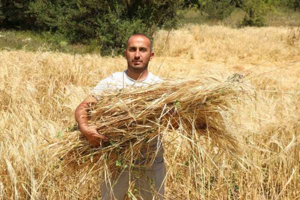 Megakenti bırakıp Ordu'da tarıma yöneldi: 200 dönüm atıl araziyi tarıma kazandırdı