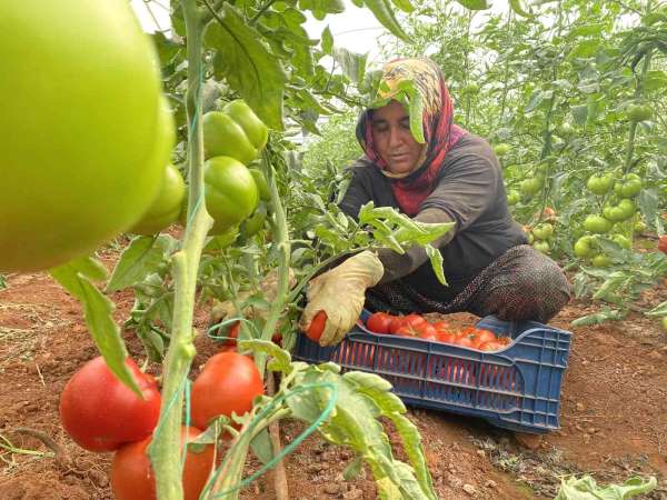 Antalya'da sezonun ilk domates hasadı yapıldı - Antalya haber