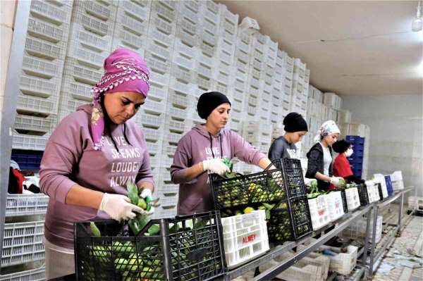 Savaşan ülkelere durma noktasına gelen tarım ürünleri ihracatı yeniden başladı - Antalya haber