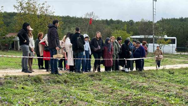 Mor yapraklı, kırmızı lifli safranı görmek için tarlalara akın ediyorlar