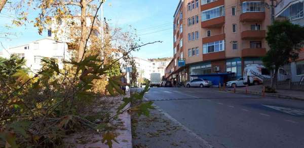 Sinop Belediyesi'nden boyları uzayan ağaçlarla ilgili açıklama
