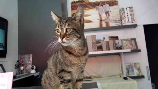 Kamyonun kasasında bulduğu kediyi 5 yıldır dükknında besliyor - Sinop haber