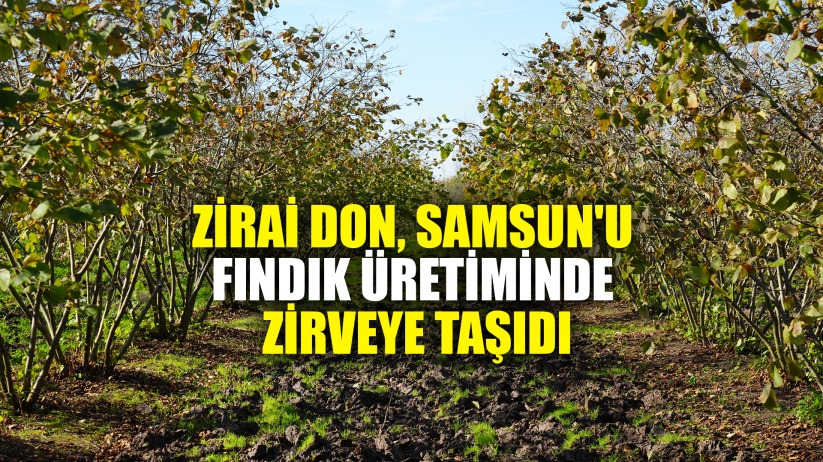 Zirai don, Samsun'u fındık üretiminde zirveye taşıdı