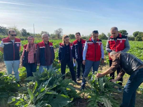 Aydın'da enginar üretimi yükselişte