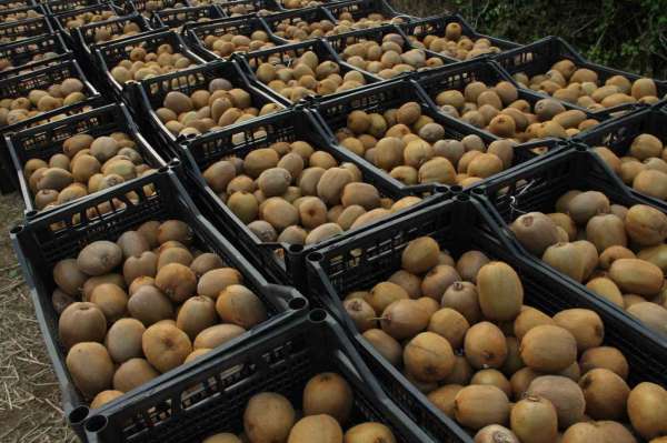 Kivide 13 bin 800 ton hasat