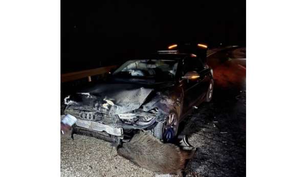 Sinop Belediye Başkanı Gürbüz'ün makam aracı domuz sürüsüne çarptı