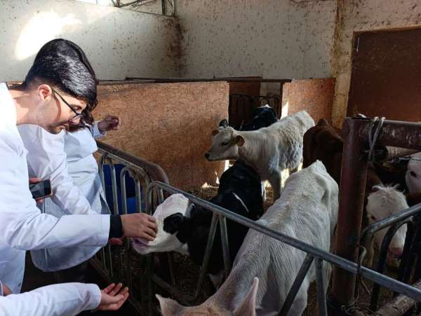 Üniversite öğrencileri Van'da sertifikalı sığır yetiştiriciliği eğitimine katıldı