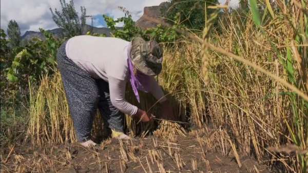 Yusufeli'nde pirinç hasadı başladı: Dağların arasında bereketli topraklar