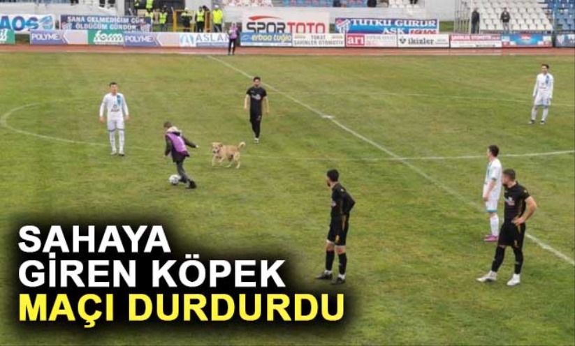 Sahaya giren köpek maçı durdurdu, renkli görüntüler yaşandı