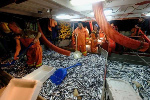 Balık avı sezonu açıldı, Başkan Günel balıkçılarla birlikte ' Rastgele ' dedi 