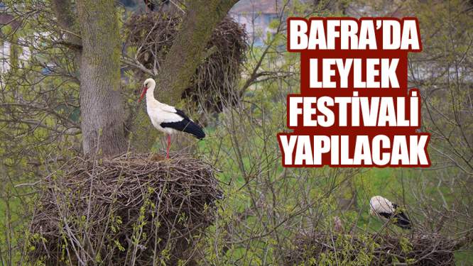 Bafra'da leylek festivali yapılacak!