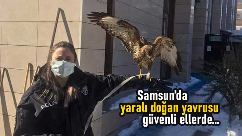 Samsun'da yaralı doğan yavrusu güvenli ellerde