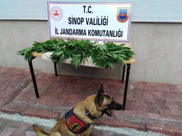 Sinop'ta jandarma ekiplerinden kenevir operasyonu 