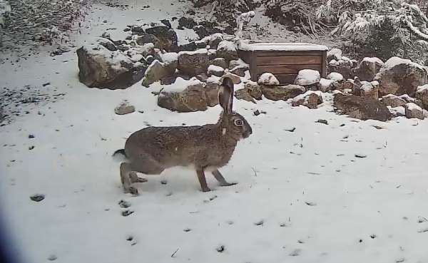 Yaban tavşanı fotokapanla görüntülendi