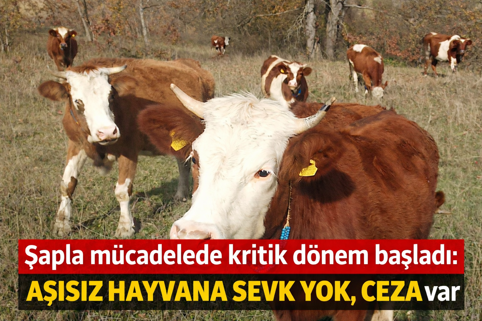 Şapla mücadelede kritik dönem başladı: Aşısız hayvana sevk yok, ceza var